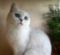 Аватара пользователя