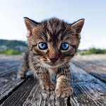 Аватара пользователя