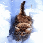 Аватара пользователя