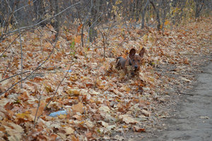 DSC_0266 ь.jpg
