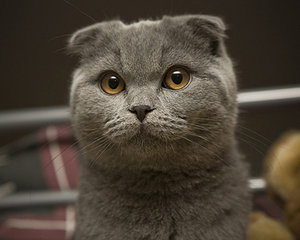 scotish_cat.jpg