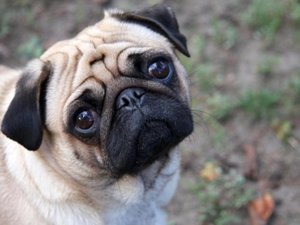 pug_computer_desktop_wallpaper-800x600.jpg