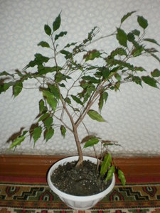 ЦВЕТЫ 118.jpg