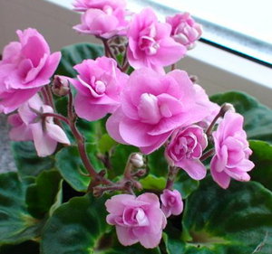 Rococo Pinkk.jpg