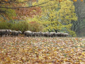 IMG_3003.JPG