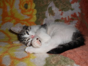 DSCN0211.jpg