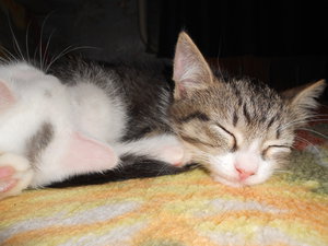 DSCN0217.jpg