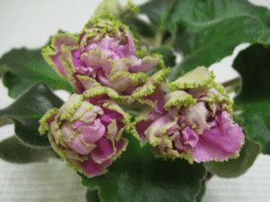 ЛЕ-Сестра-Королевы.gif