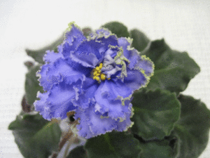 Ruffled-Skies-2.gif