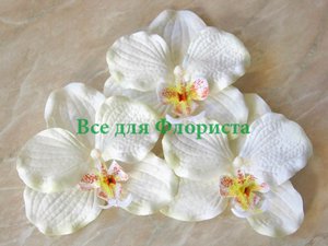phoca_thumb_l_lepestok_10.jpg