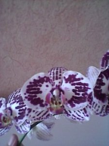 SP_A0006.jpg