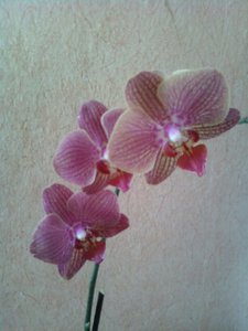 P05-02-12_10.50.jpg