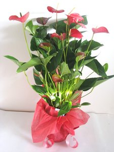 IMG_4577.jpg