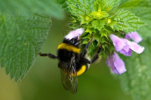 20110709-130759.jpg