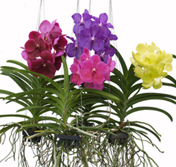 vanda_mix_color_2.png