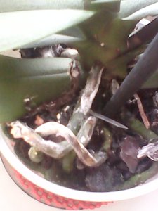 IMG0080A.jpg