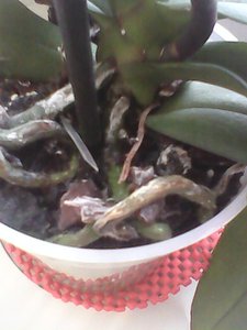 IMG0079A.jpg
