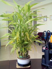 IMG_20120314_131928.jpg