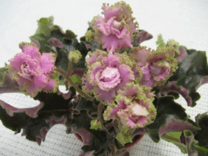 Island-Rose.gif