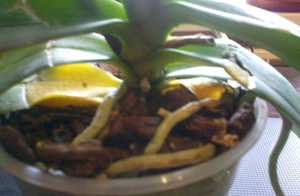 2012-03-17-068.jpg