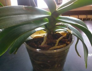 2012-03-17-072.jpg