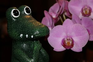 kroko.jpg