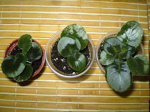 P2020019.JPG