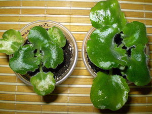 P2020018.JPG