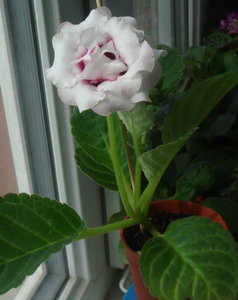 DSC05228.jpg