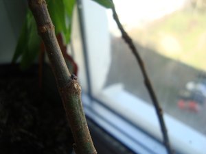 DSC03728.JPG
