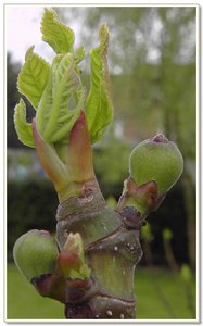 Ficus carica 'Brown Turkey'_2mei.jpg