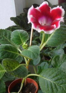 DSC05431.jpg