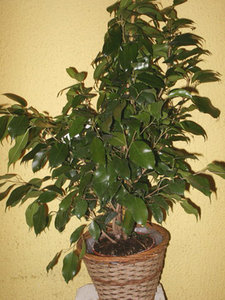 FicusBendj.jpg