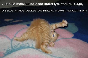 рыжее солнышко.jpg