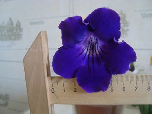 DSC03770.JPG