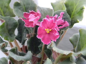 DSCN1522.jpg