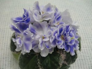 РС-Ариэль (Копировать).jpg