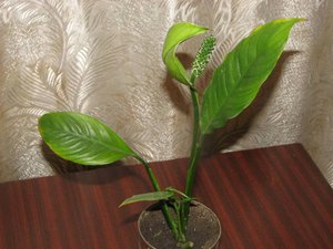 IMG_2669.jpg