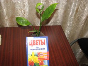 IMG_2670.jpg