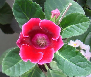DSC05641.jpg