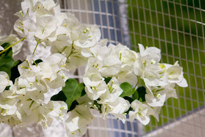 IMG_8784pr.jpg