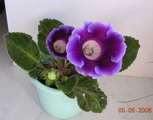7a-Violacea-.jpg