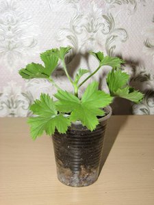 аристо бургунди.jpg