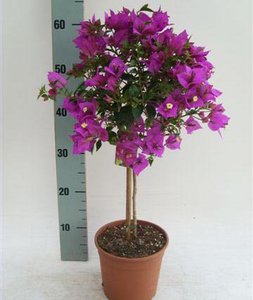 image_2855.jpg