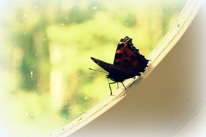 IMG_47386.jpg