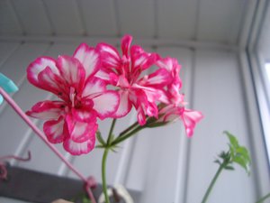 DSC03732.JPG
