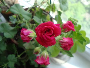 DSC03909.JPG