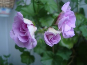 DSC03734.JPG