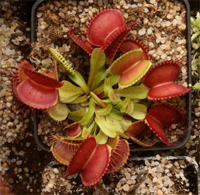 dionaea2.jpg