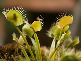 dionaea3.jpg